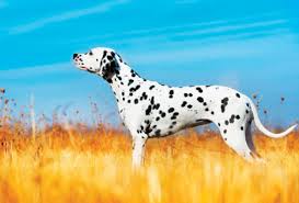 Dalmatian