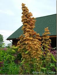Image result for Bulbine capitata