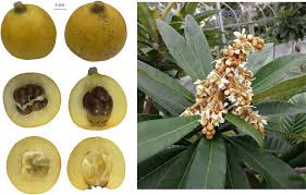 Image result for Eriobotrya