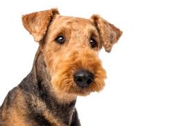 Follicular Dysplasia Is An Inherited Condition In Which There Is Abnormal Hair Growth Affected Pets May Have Hair That Airedale Terrier Airedale Dogs Terrier