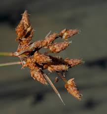 Image result for Litogyne gariepina