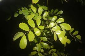 Image result for Entada arenaria