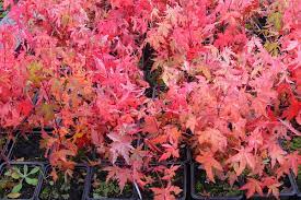 Japanese Maple Bonsai Care Bonsaischule Wenddorf