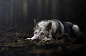 Wolfdog In A Fairytale Forest Wolfdog Ziggy Wolf Dog Dog Photography Beautiful Dogs