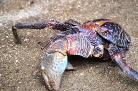 The coconut crab is a large edible land crab related to the hermit crab and are found in the tropical indian and pacific oceans. 1 518 Coconut Crab Photos Free Royalty Free Stock Photos From Dreamstime