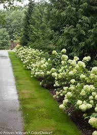 Little Lime Panicle Hydrangea Hydrangea Paniculata Colorful Landscaping Dream Garden Little Lime Hydrangea