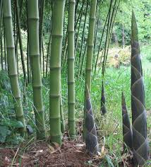 We grow several varieties of miniature, and small bamboo that make great hedges or short screens, and can be trimmed without harm. Pin On Paradise