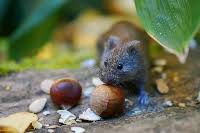 Target pest control is a local, family owned and operated business with over 8 years of industry experience. Alvin Texas United States Pest Control Find Compare Pest Control Professionals In Alvin Texas United States
