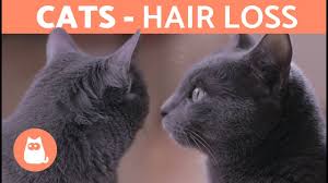There is a natural tendency towards baldness in men and is largely hereditary. Why Is My Cat Losing Hair Molting And Other Explanations Youtube