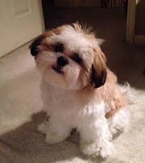 A6536c3047ec353a008d4ee2d5a318e1 Jpg 736 829 Shih Tzu Puppy Shih Tzu Haircuts Shih Tzu Dog