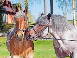 The belgian draft horse became quickly a worldwide renowned resulting in a strong growth of the export to, among others, america, germany, italy, russia, france Breed Profile The Belgian Draft Horse