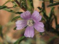 Image result for Syncolostemon flabellifolius