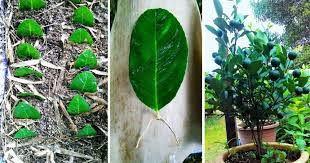 Padahal selain itu limau kasturi memiliki banyak manfaat lain yang baik bagi kesehatan seperti berikut ini. Biak Pokok Limau Dari Daun Matang Memang Menjadi Impiana