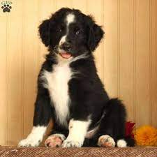 Bordoodle Puppies For Sale Greenfield Puppies