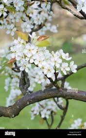 Image result for Pyrus pyrifolia