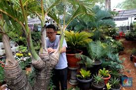 Alamak Ini Penampakan Palem Bonsai Seharga Rp 800 Juta Foto 1
