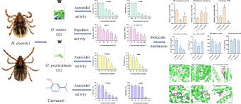 Image result for Ocimum minutiflorum