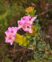 Image result for Penaeaceae