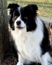 Moffat county, craig, co id: Clannad Border Collies Home Raised Border Collies Suitable For Conformation Herding Agility Flyball And Terrific Active Pets Littleton Colorado
