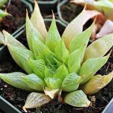 Image result for Crassula schimperi
