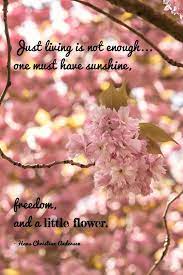 A Daisy Chasing Cherry Blossoms A Pink Explosion Daisy Thyme Blossom Quotes Cherry Blossom Quotes Cherry Blossom
