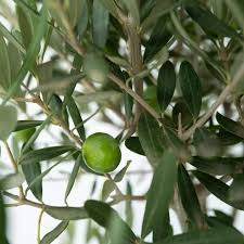 Image result for Olea