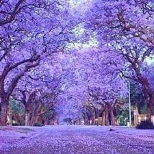 Beth Stracey On Instagram This Is The Only Reason I Love Grafton Jacarandas Grafton Loveit Purple Bea Jacaranda Tree Beautiful Tree Flowering Trees