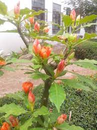 Cacti are collectible and are ideal for nice, sunny windowsills as are many of their succulent counterparts. Pereskia Bleo Plant In Pattaya Thailand Plants Planting Succulents Beautiful Flowers