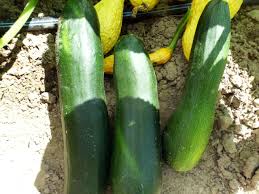 Is green squash the same as zucchini. Dark Green Zucchini