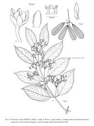 Image result for Hippocratea indica