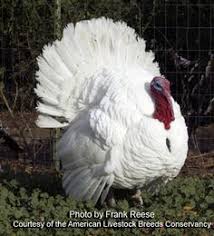 Big Birds That Look Like Turkeys Largest Turkey Breed Google Search Turkey Breeds Turkey Bird Pet Birds