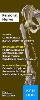 Femoral Nerve Femoral Nerve Nerve Anatomy Human Anatomy And Physiology