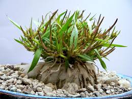 Image result for Ceropegia conrathii