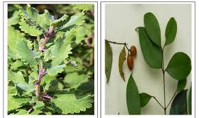 Image result for Tetradenia