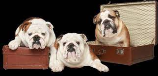This is the price you can expect to budget for a bulldog with papers but without breeding rights nor show quality. English Bulldog Puppies For Sale In Texas English Bulldog Puppies Bulldog Puppies Bulldog Puppies For Sale
