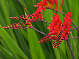Debra lagattuta is a certified master gardener with decades of experience with perennial and flowering plants, container gardening, and raised bed vegetable gardening. Perennials Gardening And Dogs