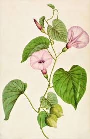 Image result for Stictocardia