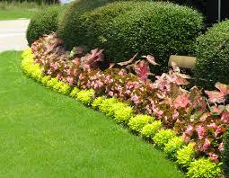 Not only does this give the plant the nutrients it needs to stay since joseph's coat is native to warm, humid climates, they cannot survive freezing temperatures. Alternanthera Chartreuse Joseph S Coat Barton S Greenhouse And Nursery
