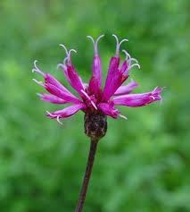 Image result for Vernonia galamensis