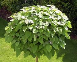 Check spelling or type a new query. Catalpa Bignonioides Nana Gardensonline