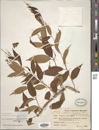 Image result for Cryptolepis hypoglauca