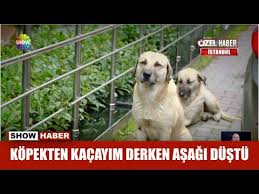 Gokturk Te Sokak Kopeklerinin Saldirisina Ugrayan Genc Yaralandi Youtube