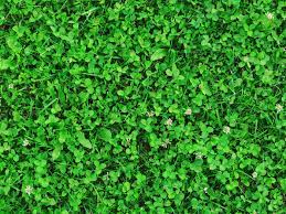 Maybe you would like to learn more about one of these? How To Get Rid Of Clover In Your Lawn Naturally This Old House