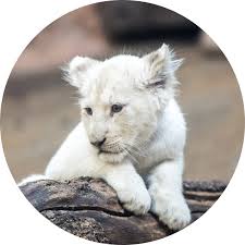Usda regulations should override state regulations on this matter, but in florida, the fl fish & wildlife conservation commission has set. Cute White Lion Cubs Animal Vinyl Rug Tenstickers