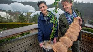 Image result for Entada gigas