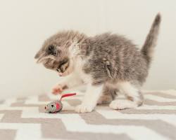 kitten playing with a toyの画像