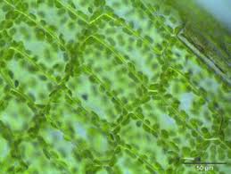 On the opposite, the latter does. The Difference Between Plant And Animal Cells Video Lesson Transcript Study Com