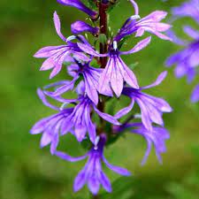 Ajuga reptans è utilizzata per bordure e giardini rocciosi. Piante Palustri Lobelia Sessilifolia Arborea Farm S S Soc Agr