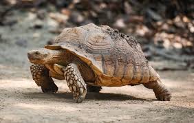 Sulcata tortoises can have small water dishes in their outdoor enclosures. Sulcata Tortoise Care Guide Everything You Need To Know Everything Reptiles