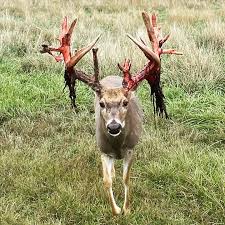 Not all sweethearts look like sweethearts. Taking a break from ridding his  velvet with a Christmas tree for some lunchtime treats #bucks #whitetail  #monsterbuck #gore #michiganbuck #antlers #velvetbucks #michiganwhitetail  #deer #michigandeerhunter
